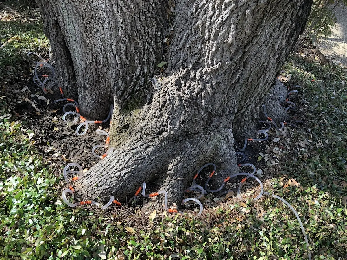 Detailed Tree Cabling and Bracing job site in West Boothbay Harbor