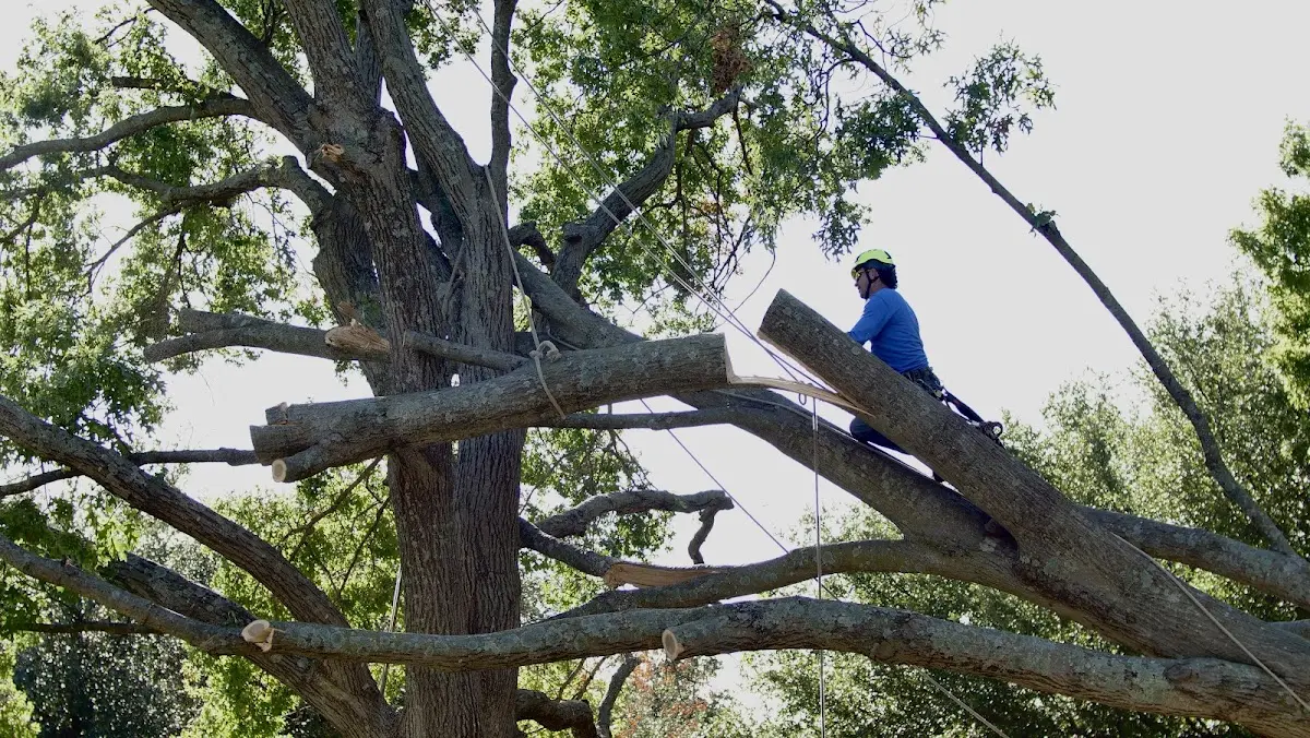 Professional Crown Thinning performed by certified arborists in West Boothbay Harbor