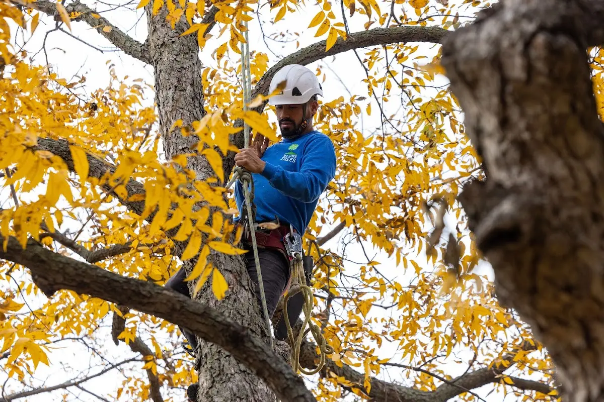 Skilled Tree Pruning crew working in West Boothbay Harbor