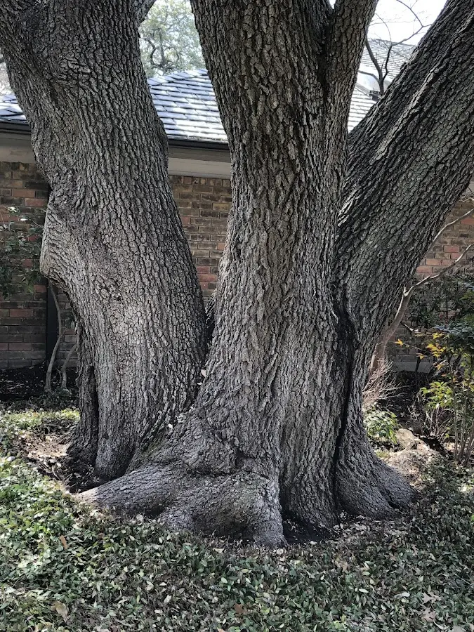 Mature heritage tree close to a West Boothbay Harbor property cared for by certified arborists